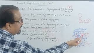 Double Fertilisation in Flowering Plants cbse cbsebiology reproductioninplantscbse motivation [upl. by Ahsii406]