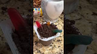 Spooky Treats in SECONDS 2024s Fastest Halloween Dessert Ideas [upl. by Kelda]