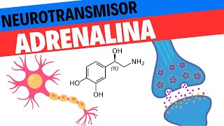 Fisiología de la Adrenalina y la Noradrenalina Neurociencias 11 [upl. by Payton]