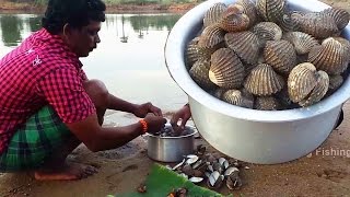 Cockle Bivalve Catch n cook spicy recipe  Oyster shellfish Roasted recipe in village [upl. by Eikram]