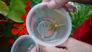 how to collect petunia seeds how to harvest petunia seeds [upl. by Houston]