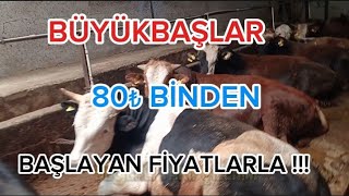 AK BESİ ÇİFTLİĞİ  2024 Kurbanlık Fiyatları [upl. by Ciaphus]