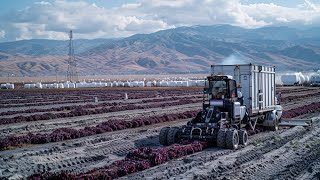 The ShochuMaking Process from Sweet Potatoes in a Distillery  Sweet Potato Harvesting Machines [upl. by Cence]