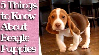 Things to know about Beagle Puppies [upl. by Bartie585]