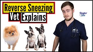 Why Is Your Dog Reverse Sneezing And What Can You Do About It  Vet Explains [upl. by Ahsiem]