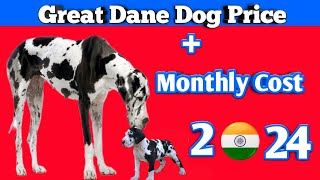 Great dane dog price in india  by Dogsbreedofficial  great dane puppies 2024  Monthly Cost [upl. by Haim52]