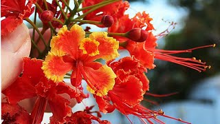 How to Grow Caesalpinia Pulcherrima  Peacock Flower Seeds  Bird of Paradise [upl. by Sirron596]