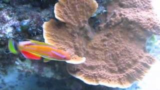 McCoskers Flasher Wrasse  Dans Reef Tank [upl. by Airdnaxela]