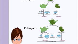 rRNA structure and functions [upl. by Blakely]