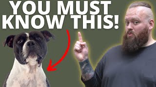 3 THINGS TO KNOW BEFORE GETTING A STAFFORDSHIRE BULL TERRIER [upl. by Monteith]