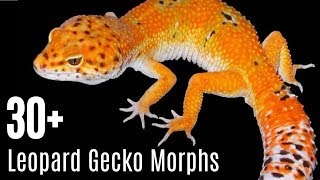 Leopard Gecko Morphs [upl. by Kcod]