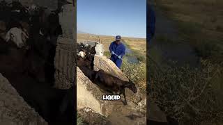 Why Farmers Use This Mysterious Liquid on Animals 🐑🐄 shorts [upl. by Dorthy]