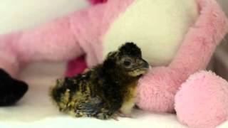 Rare Alagoas curassow bird hatches in Brazilian zoo raising hopes against extinction [upl. by Anemij]