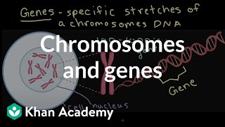 Sources of genetic variation  Inheritance and variation  High school biology  Khan Academy [upl. by Nagam]