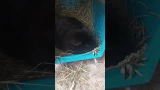 Hají 😁💤🐹 morcata zvířata animals [upl. by Dorothy196]