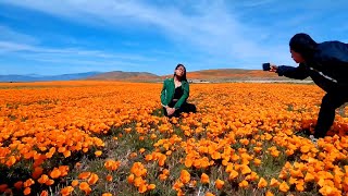 Are we gonna have a wildflower superbloom at Antelope Valley California Poppy Reserve this year [upl. by Nahc]