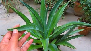 Agave Plant Care amp Propagation Tips [upl. by Ramin269]