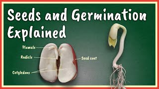 Seeds and Germination Explained [upl. by Iret]