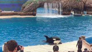 Orca Encounter Full Show [upl. by Altaf]