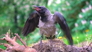 Closeup of CAWING Hooded Crow Fledgling 4K CAW CAW CAW [upl. by Eddie]