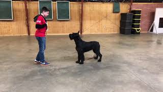 Super Giant Schnauzer quotQuillquot 14 Mos ObedienceTricksPersonal Protection Dog [upl. by Meg418]