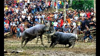 Entering Tana Toraja Sulawesi Indonesia [upl. by Readus393]