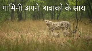 कूनो नेशनल पार्क में चीता की प्रजाति पनपने लगी है cheetah modi kuno wildlife environment चीता [upl. by Ahcmis360]