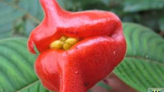 Psychotria Elata or Flower Lips  The Kissable Flower [upl. by Eeryk]