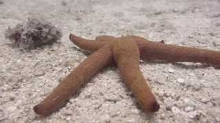 STARFISH in Vanuatu  Moving on the sea floor [upl. by Starbuck]