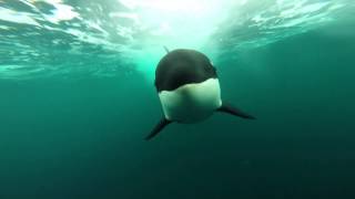 Orcas following my boatunderwater view [upl. by Gessner234]