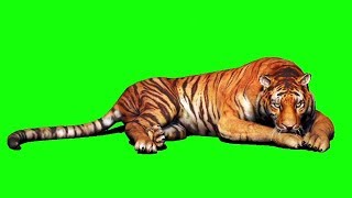 Tiger green screen [upl. by Edyak]