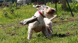 Ratting With The Working Sealyham Terrier Club  The Chicken Shed [upl. by Gipsy]