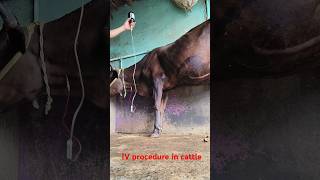 iv cannula in jugular vein in cattleiv procedure in a cowiv kaise lagaye goru [upl. by Fairley681]