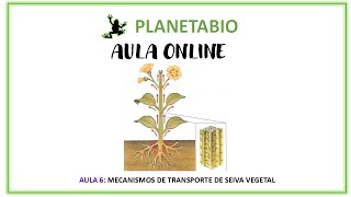 Aula 6 online  Mecanismos de transporte seiva vegetal [upl. by Lananna805]