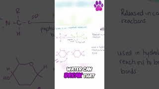 Water is an important metabolite disaccharides monomers alevelbiology biologyrevision edexcel [upl. by Whitten]