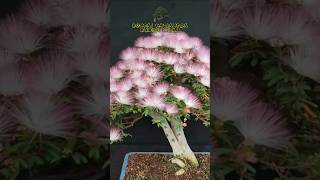 Bunga Bonsai Kaliandra bonsaiunik snibonsai belajarbonsai bonsai [upl. by Placidia]