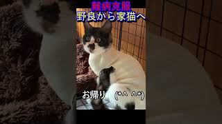 保護猫、難病克服した子猫！最高の幸せを手にするまでの成長記録！野良から家猫になる！美らの家 [upl. by Anilahs]