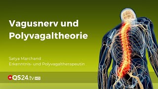 Vagusnerv und Polyvagaltheorie  NaturMEDIZIN  QS24 [upl. by Brebner729]