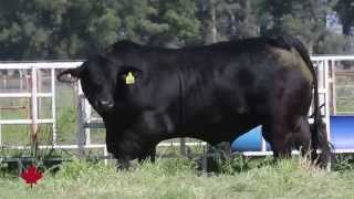 FRANCESCO  BRANGUS NEGRO  SEMEX ARGENTINA [upl. by Eikcir521]