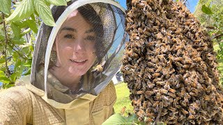 Tips on Catching amp KEEPING a Swarm of Honey Bees [upl. by Irah]