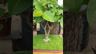 Banyan Bonsai 5 years Old [upl. by Ashlin]