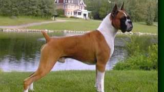 Top Ten Most Popular Dog Show Breeds 2008 [upl. by Hy653]