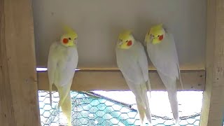 Cockatiel aviary morning view [upl. by Quiteri]