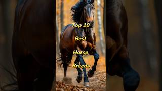 Expert Horse Trainer Reveals TOP 10 Best Horse Breeds [upl. by Rosner106]