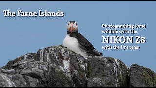 Farne Islands  Photographing Birds  Puffins [upl. by Ansev]