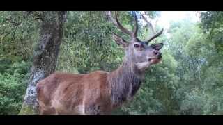 One deer two islands DOCUMENTARIO versione breve [upl. by Sherwin]