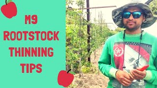 M9 ROOTSTOCK Thinning TIPS For Better Crop  The Apple Grower [upl. by Reimer]