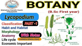 LycopodiumMorphologyAnatomylife cycle of Lycopodium  PART1 [upl. by Braun738]