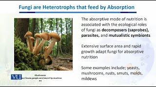 Fungi are Heterotrophs that feed by Absorption  Biodiversity amp EvolutionII  BT201Topic079 [upl. by Nyletac]