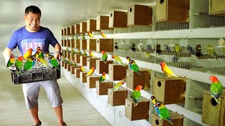 My 100 Pairs of African Lovebird Breeders  Discover my DIY HANDFEED formula for baby birds [upl. by Hakilam]